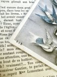 画像6: フランス 1906年の鳥たちのカード