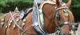 画像10: イギリス　馬型のホースブラス