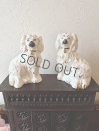 イギリス スタッフォードシャードッグ ホワイト