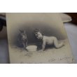 画像1: 1903年　フランスアンティーク　ネコちゃんと赤ちゃんポストカード (1)